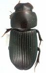 Ataenius strigicaudus